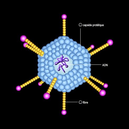 Adénovirus