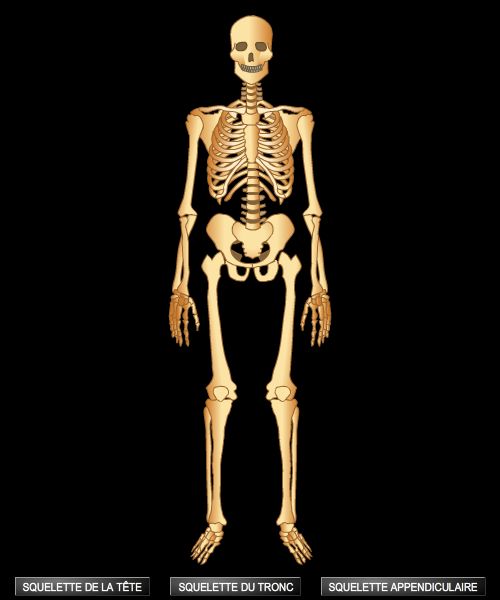 Squelette, système osseux