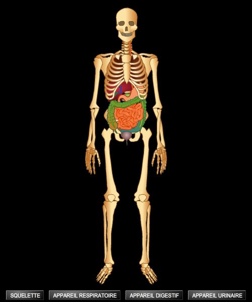 Corps humain, squelette et organes