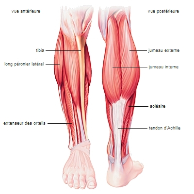 Muscles et tendons superficiels de la jambe