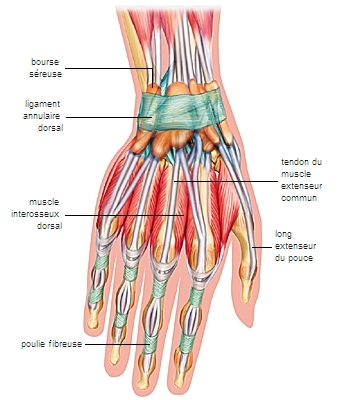 Muscles, tendons et ligaments de la main
