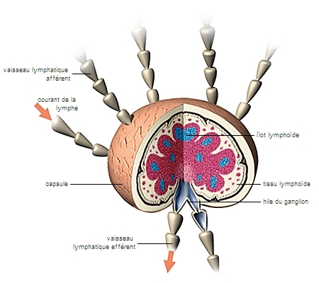 Structure d'un ganglion lymphatique