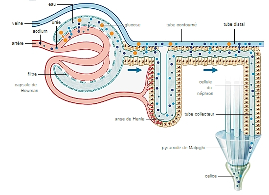 Structure et fonctionnement du néphron