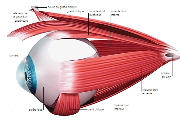 Œil et muscles oculaires