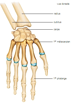 Encyclopédie Larousse en ligne main