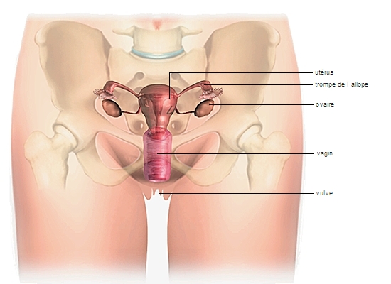 anatomie génitale femme