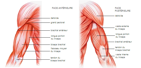 Muscles et tendons du bras