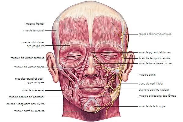 Muscles peauciers de la face