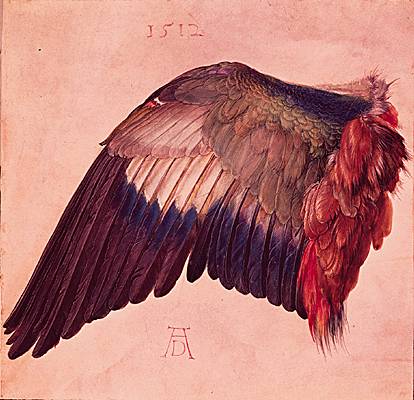 Albrecht Dürer, <i>étude d'aile d'oiseau</i>