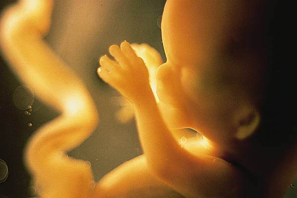 Fœtus de douze semaines