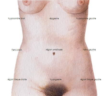 Régions de l'abdomen