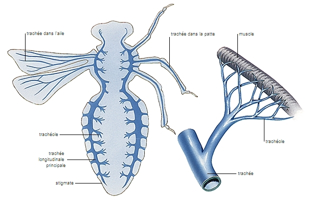 Système respiratoire des insectes