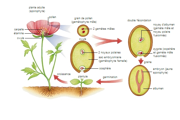 Cycle de vie d'une angiosperme