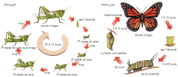 Cycle de vie des insectes