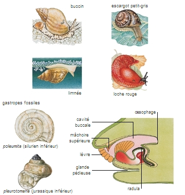 Gastropodes marins et terrestres