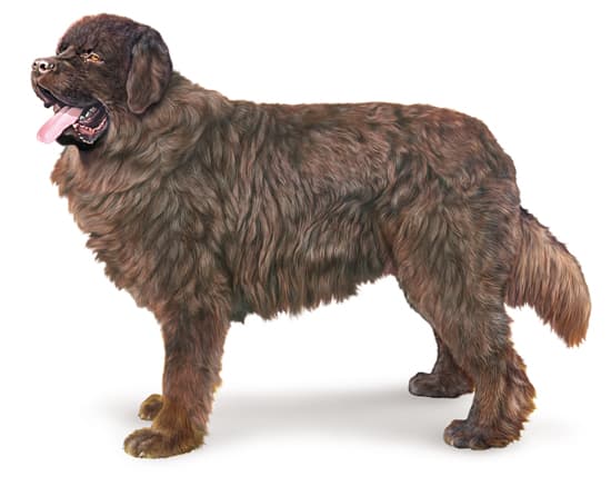 Terre-neuve Terre-neuve