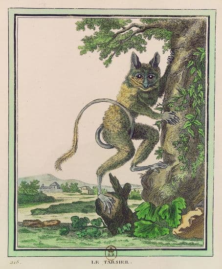Buffon, <i>Collection des animaux quadrupèdes</i> : le tarsier