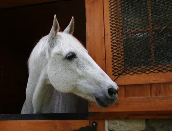 Norme Vol La Coop Ration Photo De Cheval Dans Son Box Percer Boussole