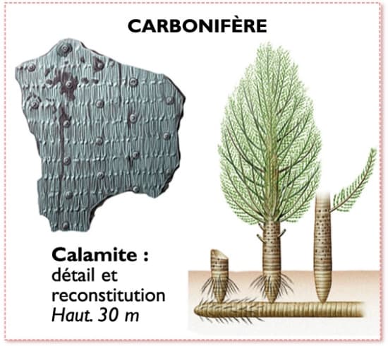 calamite, prèle du carbonifère