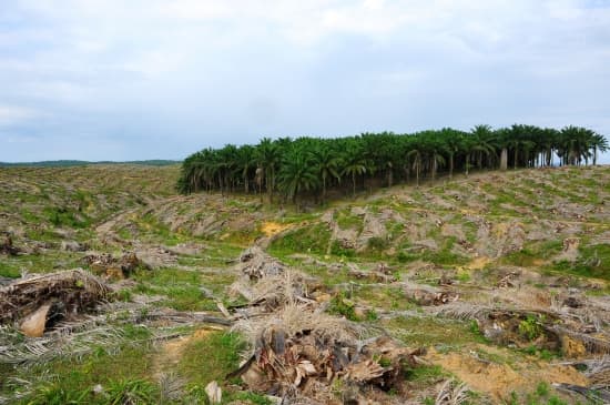 Déforestation en Malaisie