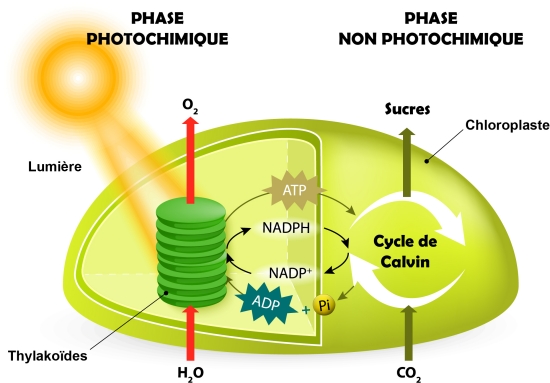 Photosynthèse Média LAROUSSE