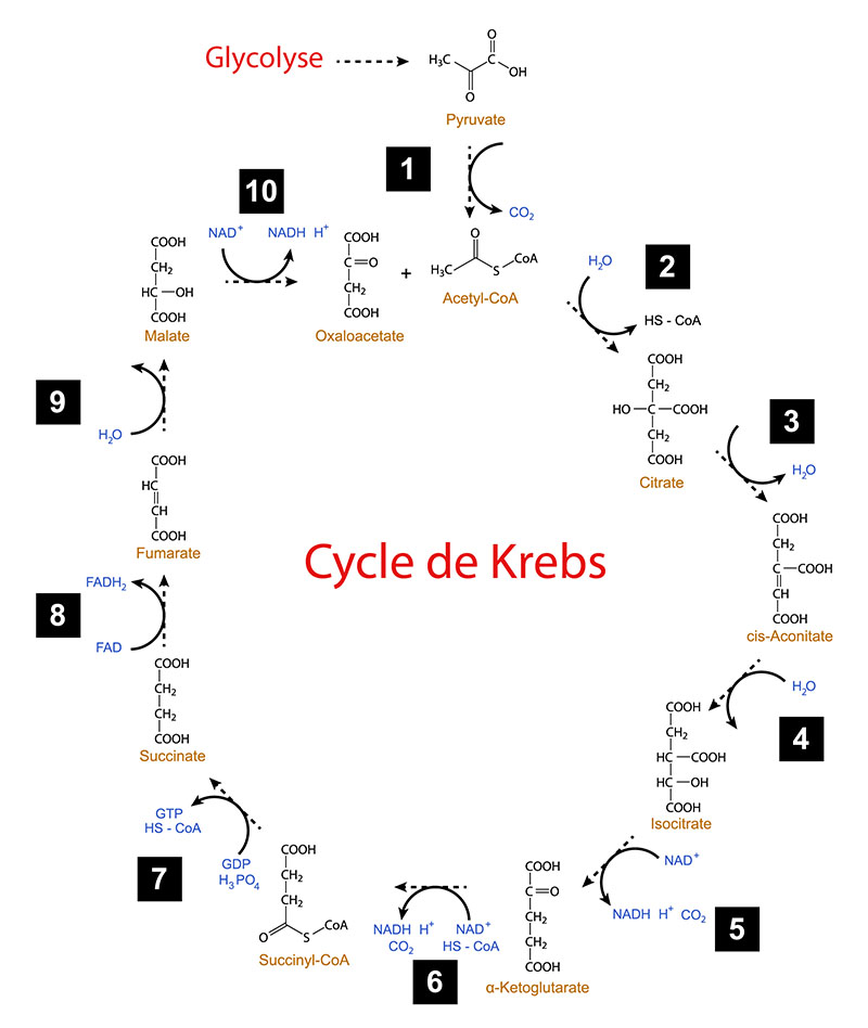 Cycle de Krebs