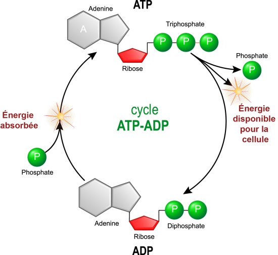 ADP-ATP