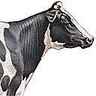 Vache de la race Holstein-Friesian
