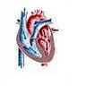 Cardiaque, cycle