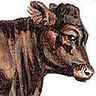 Vache de la race d'Aberdeen-Angus