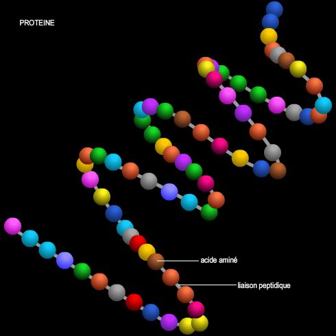 Protéine, structure primaire