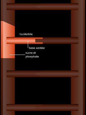 Assemblage des nucléotides dans l'ADN