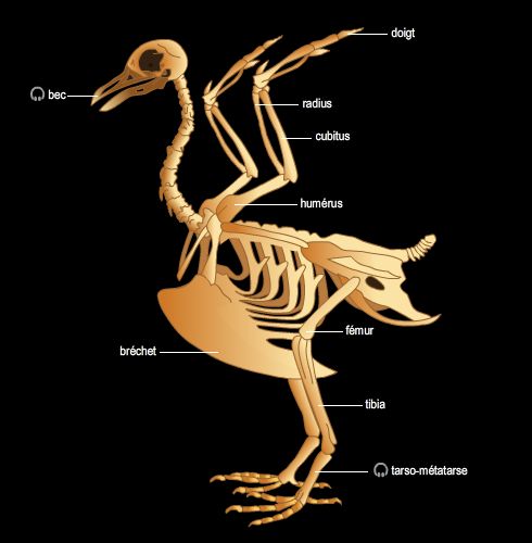 Squelette d'oiseau