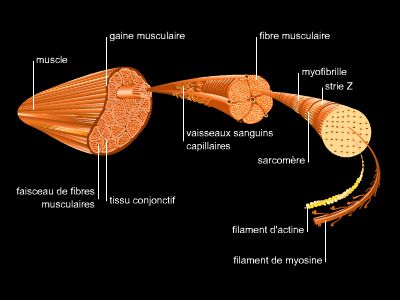 Structure d'un muscle strié