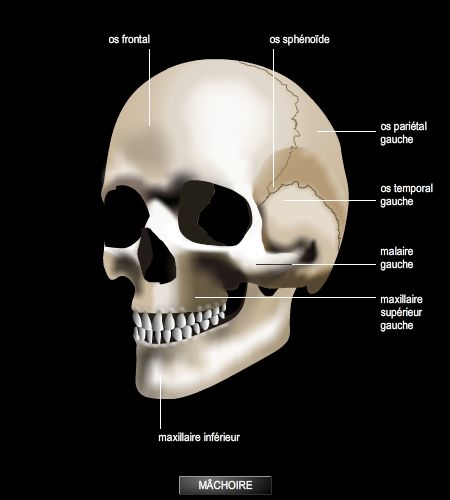 Crâne : tout savoir sur cette partie du corps