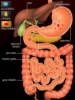 Les organes de la digestion que vous devez connaitre