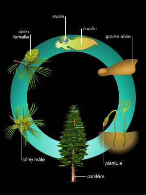 graine de gymnospermes