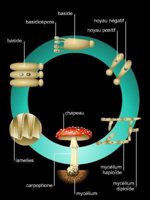 Cycle des basidiomycètes
