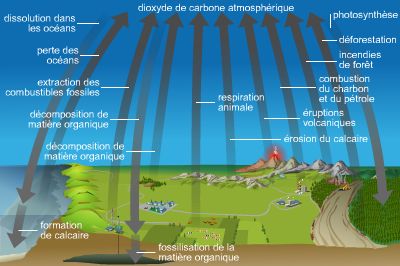 Carbone : définition et explications