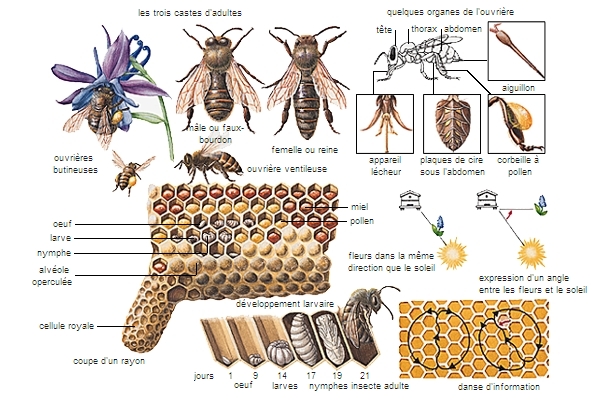Comment reconnaître et trouver la reine dans une ruche ?