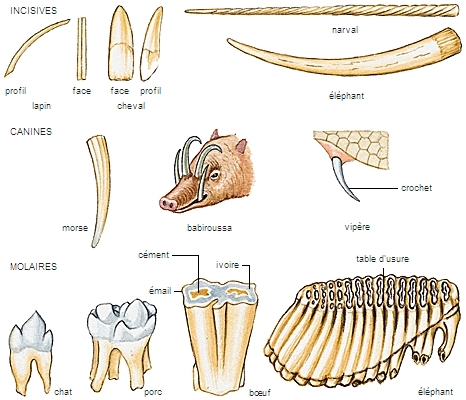 Dents d'espèces animales