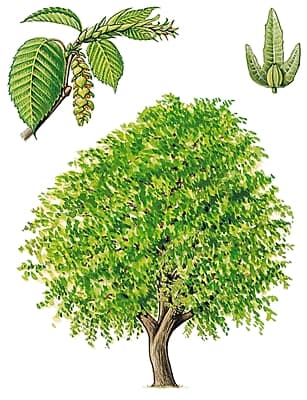 arbre à cames - LAROUSSE