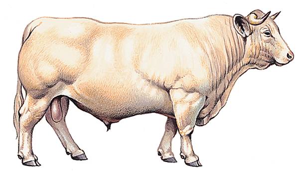 vache latin vacca - LAROUSSE