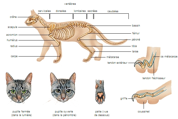 Squelette et morphologie du chat