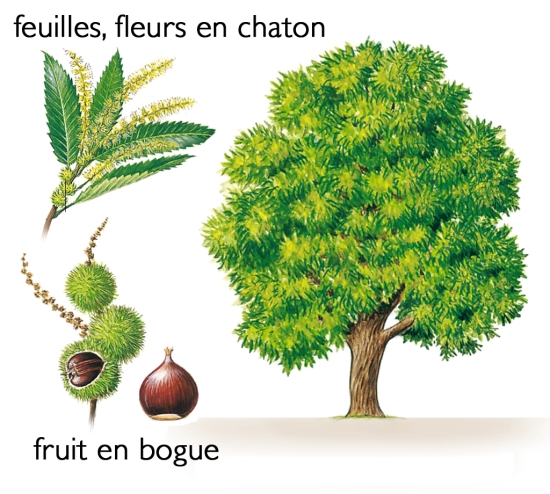 Dictionnaire des arbres