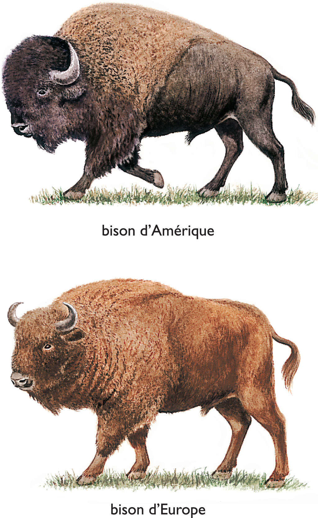 bison - LAROUSSE
