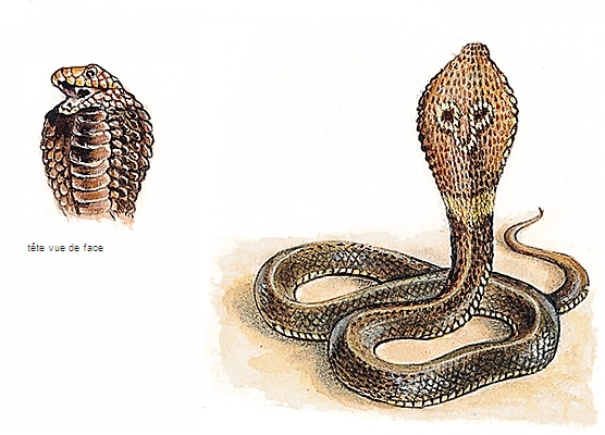 Serpent Cobra