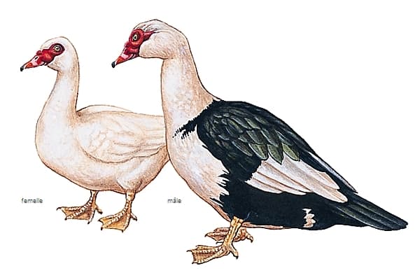Canard - Vikidia, l'encyclopédie des 8-13 ans