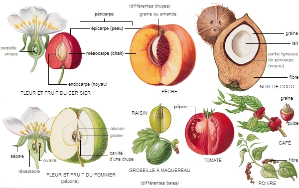 Fruit sec indéhiscent : définition et explications