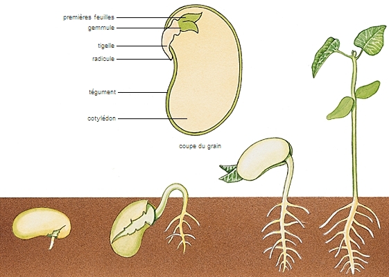 germination latin germinatio -onis - LAROUSSE
